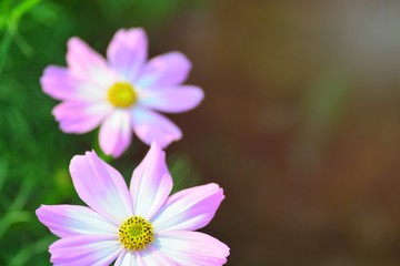 Obraz premium closeup of the blooming flowers for background