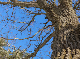 Oak. Tree trunk, bottom view. Nature in the winter season. Against the blue sky. Branches and trunk create an abstract pattern