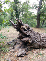 Tronco marcio nella foresta forma bizzarra