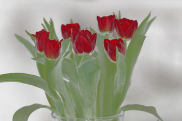 Knall rote Tulpen freigestellt auf neutralem Hintergrund