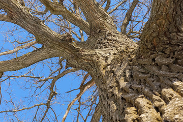Oak. Tree trunk, bottom view. Nature in the winter season. Against the blue sky. Branches and trunk create an abstract pattern