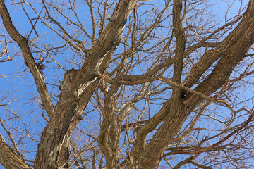 Oak. Tree trunk, bottom view. Nature in the winter season. Against the blue sky. Branches and trunk create an abstract pattern