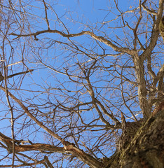 Oak. Tree trunk, bottom view. Nature in the winter season. Against the blue sky. Branches and trunk create an abstract pattern