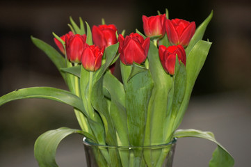 Knall rote Tulpen freigestellt auf neutralem Hintergrund