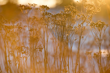 Dried up wild grass in the late fall 