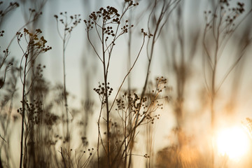Dried up wild grass in the late fall 