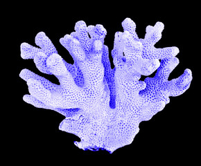 coral isolated on black background © Dmitry