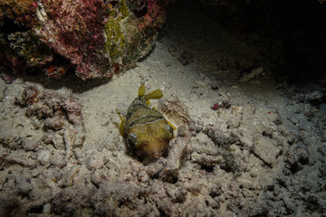 Puffer fish at the Maldives
