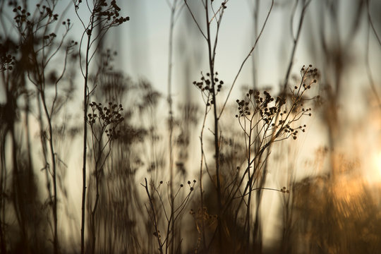 Dried up wild grass in the late fall 