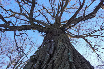 Tree trunk, view from below. Nature in winter season