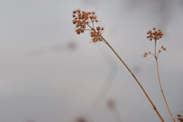 Wild grass in a field