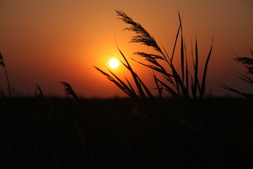 Fototapeta na wymiar cane in sunset