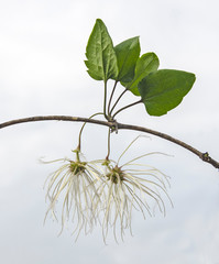 flower  isolated on white background