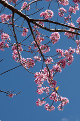 Prunus cerasoides (also called Mai Anh Dao Da Lat) in full bloom with pinkish white blossoms. These are Dalat local flowers, blooming in spring, creating a magnetic attraction to the locals & visitors