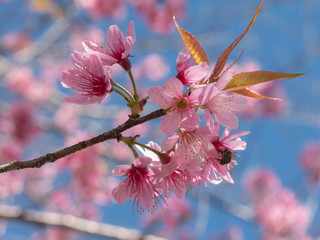 Prunus cerasoides (also called Mai Anh Dao Da Lat) in full bloom with pinkish white blossoms. These are Dalat local flowers, blooming in spring, creating a magnetic attraction to the locals & visitors