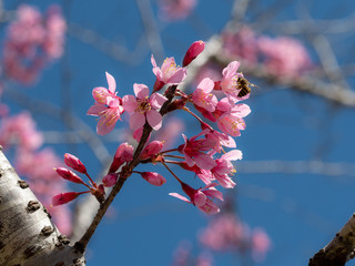 Prunus cerasoides (also called Mai Anh Dao Da Lat) in full bloom with pinkish white blossoms. These are Dalat local flowers, blooming in spring, creating a magnetic attraction to the locals & visitors