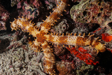 Fototapeta na wymiar Starfish at the Maldives