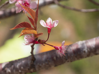 Prunus cerasoides (also called Mai Anh Dao Da Lat) in full bloom with pinkish white blossoms. These are Dalat local flowers, blooming in spring, creating a magnetic attraction to the locals & visitors