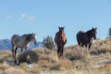 Herd of Wild Horses in Winter in Utah
