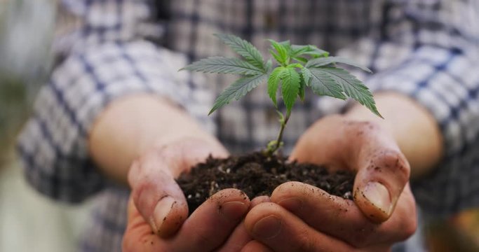 Slow motion close up of agronome  farmer hands keeping a sprout of biological and ecological hemp plants used for herbal pharmaceutical cbd oil outside the greenhouse.