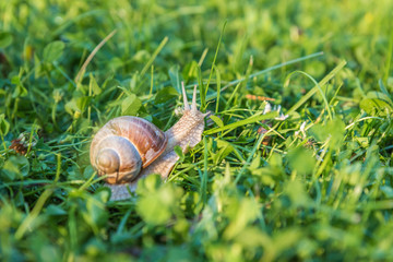 Helix pomatia, Roman snail, Burgundy snail, edible snail or escargot, in the garden with sunset light