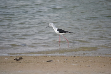 bird on the beach