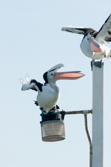 pelicans fighting for a fish on a post