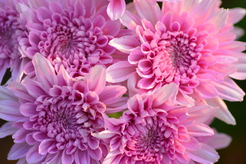  blooming of chrysanthemum flowers with fresh