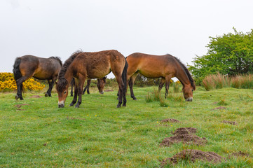 Wild ponies in the moor