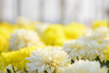  blooming of chrysanthemum flowers with fresh