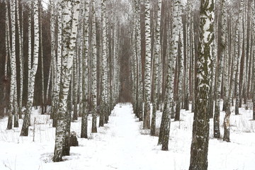 Black and white birch trees with birch bark in birch forest among other birches in winter