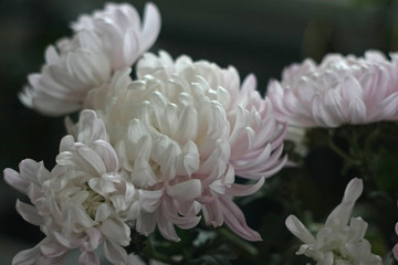white and pink flower in closeup