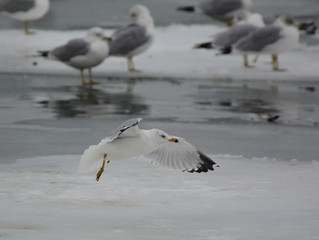 One legged landing