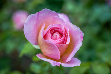 Blooming apricot English roses Abraham Darby in the garden on a sunny day. 