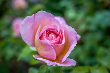Blooming apricot English roses Abraham Darby in the garden on a sunny day. 
