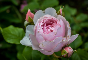 English Rose Heritage- bred by David Austin Flower of delicate shell-like beauty. Charming, soft clear pink, cup-shaped flowers. Beautiful fruit fragrance.