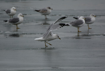 Landing on thin ice