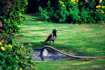 A crow in the garden. Black bird in the nature