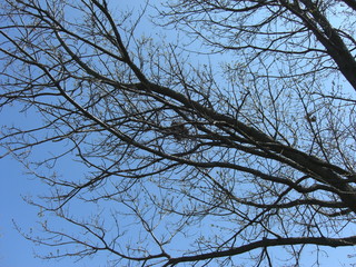 nest in a tree