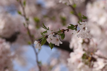cherry blossom