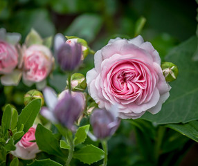 Beautiful pink rose in the garden, in the style of vintage roses. Rose Larissa, Kordes