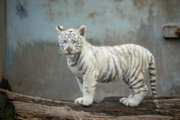 ホワイトタイガーの子ども