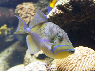 Fototapeta na wymiar Baliste royale aquarium de Gosier en Guadeloupe. Antilles françaises