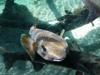 Diodon des roches aquarium de Gosier en Guadeloupe. Antilles françaises