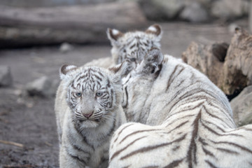ホワイトタイガーの子ども