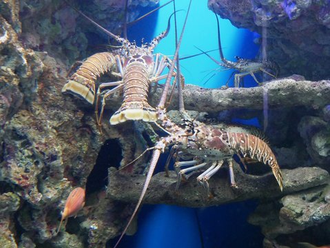 Trois langoustes &agrave; l'aquarium de Gosier en Guadeloupe. Antilles fran&ccedil;aises