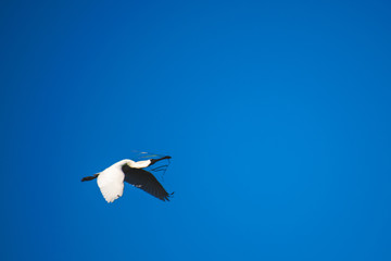 Royal Spoonbill carrying grass in the sky