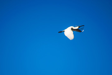 Royal Spoonbill carrying grass in the sky