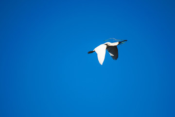 Royal Spoonbill 