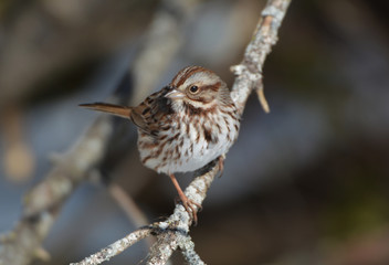 Song Sparrow Close up